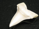 TOKO-BEADS PB012-40 Shark Tooth (Mako Shark L) 26mm PB012-40 サメの歯（アオザメ Ｌ） 26mm Asian bead & African bead  Handmade,Lampeork,bead,asia,india,ethnic,parts,accessory,beads とんぼ玉,ビーズ,トンボ玉,アジア,インド,エスニック,手作り,パーツ,アクセサリー