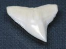 TOKO-BEADS PB015-01 Shark Tooth(Bull Shark L) 26mm PB015-01 サメの歯（オオメジロザメ Ｌ） 26mmPB015-01 Shark Tooth(Bull Shark L) 26mmHandmade,Lampeork,bead,asia,india,ethnic,parts,accessory,beads| TOKO-BEADS |PB015-01 Shark Tooth(Bull Shark L) 26mm Asian bead & African bead  Handmade,Lampeork,bead,asia,india,ethnic,parts,accessory,beads とんぼ玉,ビーズ,トンボ玉,アジア,インド,エスニック,手作り,パーツ,アクセサリー