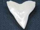 TOKO-BEADS PB015-03 Shark Tooth(Bull Shark L) 27mm PB015-03 サメの歯（オオメジロザメ Ｌ） 27mmPB015-03 Shark Tooth(Bull Shark L) 27mmHandmade,Lampeork,bead,asia,india,ethnic,parts,accessory,beads| TOKO-BEADS |PB015-03 Shark Tooth(Bull Shark L) 27mm Asian bead & African bead  Handmade,Lampeork,bead,asia,india,ethnic,parts,accessory,beads とんぼ玉,ビーズ,トンボ玉,アジア,インド,エスニック,手作り,パーツ,アクセサリー
