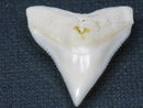 TOKO-BEADS PB015-04 Shark Tooth(Bull Shark L) 28mm PB015-04 サメの歯（オオメジロザメ Ｌ） 28mmPB015-04 Shark Tooth(Bull Shark L) 28mmHandmade,Lampeork,bead,asia,india,ethnic,parts,accessory,beads| TOKO-BEADS |PB015-04 Shark Tooth(Bull Shark L) 28mm Asian bead & African bead  Handmade,Lampeork,bead,asia,india,ethnic,parts,accessory,beads とんぼ玉,ビーズ,トンボ玉,アジア,インド,エスニック,手作り,パーツ,アクセサリー