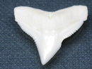 TOKO-BEADS PB015-06 Shark Tooth(Bull Shark L) 27mm PB015-06 サメの歯（オオメジロザメ Ｌ） 27mmPB015-06 Shark Tooth(Bull Shark L) 27mmHandmade,Lampeork,bead,asia,india,ethnic,parts,accessory,beads| TOKO-BEADS |PB015-06 Shark Tooth(Bull Shark L) 27mm Asian bead & African bead  Handmade,Lampeork,bead,asia,india,ethnic,parts,accessory,beads とんぼ玉,ビーズ,トンボ玉,アジア,インド,エスニック,手作り,パーツ,アクセサリー
