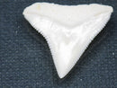 TOKO-BEADS PB015-07 Shark Tooth(Bull Shark L) 25mm PB015-07 サメの歯（オオメジロザメ Ｌ） 25mmPB015-07 Shark Tooth(Bull Shark L) 25mmHandmade,Lampeork,bead,asia,india,ethnic,parts,accessory,beads| TOKO-BEADS |PB015-07 Shark Tooth(Bull Shark L) 25mm Asian bead & African bead  Handmade,Lampeork,bead,asia,india,ethnic,parts,accessory,beads とんぼ玉,ビーズ,トンボ玉,アジア,インド,エスニック,手作り,パーツ,アクセサリー