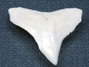 TOKO-BEADS PB015-08 Shark Tooth(Bull Shark L) 28mm PB015-08 サメの歯（オオメジロザメ Ｌ） 28mmPB015-08 Shark Tooth(Bull Shark L) 28mmHandmade,Lampeork,bead,asia,india,ethnic,parts,accessory,beads| TOKO-BEADS |PB015-08 Shark Tooth(Bull Shark L) 28mm Asian bead & African bead  Handmade,Lampeork,bead,asia,india,ethnic,parts,accessory,beads とんぼ玉,ビーズ,トンボ玉,アジア,インド,エスニック,手作り,パーツ,アクセサリー