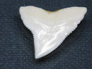 TOKO-BEADS PB015-10 Shark Tooth(Bull Shark L) 26mm PB015-10 サメの歯（オオメジロザメ Ｌ） 26mmPB015-10 Shark Tooth(Bull Shark L) 26mmHandmade,Lampeork,bead,asia,india,ethnic,parts,accessory,beads| TOKO-BEADS |PB015-10 Shark Tooth(Bull Shark L) 26mm Asian bead & African bead  Handmade,Lampeork,bead,asia,india,ethnic,parts,accessory,beads とんぼ玉,ビーズ,トンボ玉,アジア,インド,エスニック,手作り,パーツ,アクセサリー