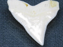 TOKO-BEADS PB015-12 Shark Tooth(Bull Shark L) 29mm PB015-12 サメの歯（オオメジロザメ Ｌ） 29mmPB015-12 Shark Tooth(Bull Shark L) 29mmHandmade,Lampeork,bead,asia,india,ethnic,parts,accessory,beads| TOKO-BEADS |PB015-12 Shark Tooth(Bull Shark L) 29mm Asian bead & African bead  Handmade,Lampeork,bead,asia,india,ethnic,parts,accessory,beads とんぼ玉,ビーズ,トンボ玉,アジア,インド,エスニック,手作り,パーツ,アクセサリー