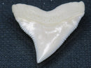 TOKO-BEADS PB015-13 Shark Tooth(Bull Shark L) 26mm PB015-13 サメの歯（オオメジロザメ Ｌ） 26mmPB015-13 Shark Tooth(Bull Shark L) 26mmHandmade,Lampeork,bead,asia,india,ethnic,parts,accessory,beads| TOKO-BEADS |PB015-13 Shark Tooth(Bull Shark L) 26mm Asian bead & African bead  Handmade,Lampeork,bead,asia,india,ethnic,parts,accessory,beads とんぼ玉,ビーズ,トンボ玉,アジア,インド,エスニック,手作り,パーツ,アクセサリー