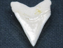 TOKO-BEADS PB015-14 Shark Tooth(Bull Shark L) 26mm PB015-14 サメの歯（オオメジロザメ Ｌ） 26mmPB015-14 Shark Tooth(Bull Shark L) 26mmHandmade,Lampeork,bead,asia,india,ethnic,parts,accessory,beads| TOKO-BEADS |PB015-14 Shark Tooth(Bull Shark L) 26mm Asian bead & African bead  Handmade,Lampeork,bead,asia,india,ethnic,parts,accessory,beads とんぼ玉,ビーズ,トンボ玉,アジア,インド,エスニック,手作り,パーツ,アクセサリー