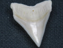 TOKO-BEADS PB015-14 Shark Tooth(Bull Shark L) 26mm PB015-14 サメの歯（オオメジロザメ Ｌ） 26mmPB015-14 Shark Tooth(Bull Shark L) 26mmHandmade,Lampeork,bead,asia,india,ethnic,parts,accessory,beads| TOKO-BEADS |PB015-14 Shark Tooth(Bull Shark L) 26mm Asian bead & African bead  Handmade,Lampeork,bead,asia,india,ethnic,parts,accessory,beads とんぼ玉,ビーズ,トンボ玉,アジア,インド,エスニック,手作り,パーツ,アクセサリー
