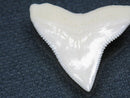 TOKO-BEADS PB015-16 Shark Tooth(Bull Shark L) 28mm PB015-16 サメの歯（オオメジロザメ Ｌ） 28mmPB015-16 Shark Tooth(Bull Shark L) 28mmHandmade,Lampeork,bead,asia,india,ethnic,parts,accessory,beads| TOKO-BEADS |PB015-16 Shark Tooth(Bull Shark L) 28mm Asian bead & African bead  Handmade,Lampeork,bead,asia,india,ethnic,parts,accessory,beads とんぼ玉,ビーズ,トンボ玉,アジア,インド,エスニック,手作り,パーツ,アクセサリー