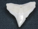 TOKO-BEADS PB015-17 Shark Tooth(Bull Shark L) 27mm PB015-17 サメの歯（オオメジロザメ Ｌ） 27mmPB015-17 Shark Tooth(Bull Shark L) 27mmHandmade,Lampeork,bead,asia,india,ethnic,parts,accessory,beads| TOKO-BEADS |PB015-17 Shark Tooth(Bull Shark L) 27mm Asian bead & African bead  Handmade,Lampeork,bead,asia,india,ethnic,parts,accessory,beads とんぼ玉,ビーズ,トンボ玉,アジア,インド,エスニック,手作り,パーツ,アクセサリー