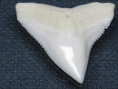 TOKO-BEADS PB015-18 Shark Tooth(Bull Shark L) 28mm PB015-18 サメの歯（オオメジロザメ Ｌ） 28mmPB015-18 Shark Tooth(Bull Shark L) 28mmHandmade,Lampeork,bead,asia,india,ethnic,parts,accessory,beads| TOKO-BEADS |PB015-18 Shark Tooth(Bull Shark L) 28mm Asian bead & African bead  Handmade,Lampeork,bead,asia,india,ethnic,parts,accessory,beads とんぼ玉,ビーズ,トンボ玉,アジア,インド,エスニック,手作り,パーツ,アクセサリー