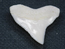 TOKO-BEADS PB015-20 Shark Tooth(Bull Shark L) 24mm PB015-20 サメの歯（オオメジロザメ Ｌ） 24mmPB015-20 Shark Tooth(Bull Shark L) 24mmHandmade,Lampeork,bead,asia,india,ethnic,parts,accessory,beads| TOKO-BEADS |PB015-20 Shark Tooth(Bull Shark L) 24mm Asian bead & African bead  Handmade,Lampeork,bead,asia,india,ethnic,parts,accessory,beads とんぼ玉,ビーズ,トンボ玉,アジア,インド,エスニック,手作り,パーツ,アクセサリー