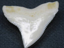 TOKO-BEADS PB015-22 Shark Tooth(Bull Shark L) 28mm PB015-22 サメの歯（オオメジロザメ Ｌ） 28mmPB015-22 Shark Tooth(Bull Shark L) 28mmHandmade,Lampeork,bead,asia,india,ethnic,parts,accessory,beads| TOKO-BEADS |PB015-22 Shark Tooth(Bull Shark L) 28mm Asian bead & African bead  Handmade,Lampeork,bead,asia,india,ethnic,parts,accessory,beads とんぼ玉,ビーズ,トンボ玉,アジア,インド,エスニック,手作り,パーツ,アクセサリー