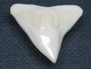 TOKO-BEADS PB015-23 Shark Tooth(Bull Shark L) 26mm PB015-23 サメの歯（オオメジロザメ Ｌ） 26mmPB015-23 Shark Tooth(Bull Shark L) 26mmHandmade,Lampeork,bead,asia,india,ethnic,parts,accessory,beads| TOKO-BEADS |PB015-23 Shark Tooth(Bull Shark L) 26mm Asian bead & African bead  Handmade,Lampeork,bead,asia,india,ethnic,parts,accessory,beads とんぼ玉,ビーズ,トンボ玉,アジア,インド,エスニック,手作り,パーツ,アクセサリー