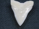 TOKO-BEADS PB015-24 Shark Tooth(Bull Shark L) 23mm PB015-24 サメの歯（オオメジロザメ Ｌ） 23mmPB015-24 Shark Tooth(Bull Shark L) 23mmHandmade,Lampeork,bead,asia,india,ethnic,parts,accessory,beads| TOKO-BEADS |PB015-24 Shark Tooth(Bull Shark L) 23mm Asian bead & African bead  Handmade,Lampeork,bead,asia,india,ethnic,parts,accessory,beads とんぼ玉,ビーズ,トンボ玉,アジア,インド,エスニック,手作り,パーツ,アクセサリー