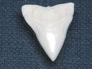 TOKO-BEADS PB015-24 Shark Tooth(Bull Shark L) 23mm PB015-24 サメの歯（オオメジロザメ Ｌ） 23mmPB015-24 Shark Tooth(Bull Shark L) 23mmHandmade,Lampeork,bead,asia,india,ethnic,parts,accessory,beads| TOKO-BEADS |PB015-24 Shark Tooth(Bull Shark L) 23mm Asian bead & African bead  Handmade,Lampeork,bead,asia,india,ethnic,parts,accessory,beads とんぼ玉,ビーズ,トンボ玉,アジア,インド,エスニック,手作り,パーツ,アクセサリー