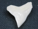 TOKO-BEADS PB015-25 Shark Tooth(Bull Shark L) 26mm PB015-25 サメの歯（オオメジロザメ Ｌ） 26mmPB015-25 Shark Tooth(Bull Shark L) 26mmHandmade,Lampeork,bead,asia,india,ethnic,parts,accessory,beads| TOKO-BEADS |PB015-25 Shark Tooth(Bull Shark L) 26mm Asian bead & African bead  Handmade,Lampeork,bead,asia,india,ethnic,parts,accessory,beads とんぼ玉,ビーズ,トンボ玉,アジア,インド,エスニック,手作り,パーツ,アクセサリー