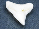 TOKO-BEADS PB015-25 Shark Tooth(Bull Shark L) 26mm PB015-25 サメの歯（オオメジロザメ Ｌ） 26mmPB015-25 Shark Tooth(Bull Shark L) 26mmHandmade,Lampeork,bead,asia,india,ethnic,parts,accessory,beads| TOKO-BEADS |PB015-25 Shark Tooth(Bull Shark L) 26mm Asian bead & African bead  Handmade,Lampeork,bead,asia,india,ethnic,parts,accessory,beads とんぼ玉,ビーズ,トンボ玉,アジア,インド,エスニック,手作り,パーツ,アクセサリー