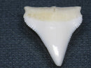 TOKO-BEADS PB015-27 Shark Tooth(Bull Shark L) 25mm PB015-27 サメの歯（オオメジロザメ Ｌ） 25mmPB015-27 Shark Tooth(Bull Shark L) 25mmHandmade,Lampeork,bead,asia,india,ethnic,parts,accessory,beads| TOKO-BEADS |PB015-27 Shark Tooth(Bull Shark L) 25mm Asian bead & African bead  Handmade,Lampeork,bead,asia,india,ethnic,parts,accessory,beads とんぼ玉,ビーズ,トンボ玉,アジア,インド,エスニック,手作り,パーツ,アクセサリー