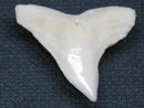 TOKO-BEADS PB015-28 Shark Tooth(Bull Shark L) 28mm PB015-28 サメの歯（オオメジロザメ Ｌ） 28mmPB015-28 Shark Tooth(Bull Shark L) 28mmHandmade,Lampeork,bead,asia,india,ethnic,parts,accessory,beads| TOKO-BEADS |PB015-28 Shark Tooth(Bull Shark L) 28mm Asian bead & African bead  Handmade,Lampeork,bead,asia,india,ethnic,parts,accessory,beads とんぼ玉,ビーズ,トンボ玉,アジア,インド,エスニック,手作り,パーツ,アクセサリー