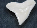 TOKO-BEADS PB015-32 Shark Tooth(Bull Shark L) 26mm PB015-32 サメの歯（オオメジロザメ Ｌ） 26mmPB015-32 Shark Tooth(Bull Shark L) 26mmHandmade,Lampeork,bead,asia,india,ethnic,parts,accessory,beads| TOKO-BEADS |PB015-32 Shark Tooth(Bull Shark L) 26mm Asian bead & African bead  Handmade,Lampeork,bead,asia,india,ethnic,parts,accessory,beads とんぼ玉,ビーズ,トンボ玉,アジア,インド,エスニック,手作り,パーツ,アクセサリー
