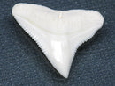 TOKO-BEADS PB015-33 Shark Tooth(Bull Shark L) 24mm PB015-33 サメの歯（オオメジロザメ Ｌ） 24mmPB015-33 Shark Tooth(Bull Shark L) 24mmHandmade,Lampeork,bead,asia,india,ethnic,parts,accessory,beads| TOKO-BEADS |PB015-33 Shark Tooth(Bull Shark L) 24mm Asian bead & African bead  Handmade,Lampeork,bead,asia,india,ethnic,parts,accessory,beads とんぼ玉,ビーズ,トンボ玉,アジア,インド,エスニック,手作り,パーツ,アクセサリー