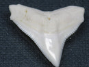 TOKO-BEADS PB015-34 Shark Tooth(Bull Shark L) 28mm PB015-34 サメの歯（オオメジロザメ Ｌ） 28mmPB015-34 Shark Tooth(Bull Shark L) 28mmHandmade,Lampeork,bead,asia,india,ethnic,parts,accessory,beads| TOKO-BEADS |PB015-34 Shark Tooth(Bull Shark L) 28mm Asian bead & African bead  Handmade,Lampeork,bead,asia,india,ethnic,parts,accessory,beads とんぼ玉,ビーズ,トンボ玉,アジア,インド,エスニック,手作り,パーツ,アクセサリー