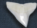 TOKO-BEADS PB015-36 Shark Tooth(Bull Shark L) 29mm PB015-36 サメの歯（オオメジロザメ Ｌ） 29mmPB015-36 Shark Tooth(Bull Shark L) 29mmHandmade,Lampeork,bead,asia,india,ethnic,parts,accessory,beads| TOKO-BEADS |PB015-36 Shark Tooth(Bull Shark L) 29mm Asian bead & African bead  Handmade,Lampeork,bead,asia,india,ethnic,parts,accessory,beads とんぼ玉,ビーズ,トンボ玉,アジア,インド,エスニック,手作り,パーツ,アクセサリー