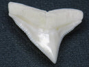 TOKO-BEADS PB015-38 Shark Tooth(Bull Shark L) 28mm PB015-38 サメの歯（オオメジロザメ Ｌ） 28mmPB015-38 Shark Tooth(Bull Shark L) 28mmHandmade,Lampeork,bead,asia,india,ethnic,parts,accessory,beads| TOKO-BEADS |PB015-38 Shark Tooth(Bull Shark L) 28mm Asian bead & African bead  Handmade,Lampeork,bead,asia,india,ethnic,parts,accessory,beads とんぼ玉,ビーズ,トンボ玉,アジア,インド,エスニック,手作り,パーツ,アクセサリー
