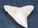 TOKO-BEADS PB015-39 Shark Tooth(Bull Shark L) 26mm PB015-39 サメの歯（オオメジロザメ Ｌ） 26mmPB015-39 Shark Tooth(Bull Shark L) 26mmHandmade,Lampeork,bead,asia,india,ethnic,parts,accessory,beads| TOKO-BEADS |PB015-39 Shark Tooth(Bull Shark L) 26mm Asian bead & African bead  Handmade,Lampeork,bead,asia,india,ethnic,parts,accessory,beads とんぼ玉,ビーズ,トンボ玉,アジア,インド,エスニック,手作り,パーツ,アクセサリー