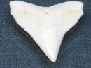 TOKO-BEADS PB015-40 Shark Tooth(Bull Shark L) 27mm PB015-40 サメの歯（オオメジロザメ Ｌ） 27mmPB015-40 Shark Tooth(Bull Shark L) 27mmHandmade,Lampeork,bead,asia,india,ethnic,parts,accessory,beads| TOKO-BEADS |PB015-40 Shark Tooth(Bull Shark L) 27mm Asian bead & African bead  Handmade,Lampeork,bead,asia,india,ethnic,parts,accessory,beads とんぼ玉,ビーズ,トンボ玉,アジア,インド,エスニック,手作り,パーツ,アクセサリー