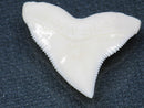 TOKO-BEADS PB015-41 Shark Tooth(Bull Shark L) 27mm PB015-41 サメの歯（オオメジロザメ Ｌ） 27mmPB015-41 Shark Tooth(Bull Shark L) 27mmHandmade,Lampeork,bead,asia,india,ethnic,parts,accessory,beads| TOKO-BEADS |PB015-41 Shark Tooth(Bull Shark L) 27mm Asian bead & African bead  Handmade,Lampeork,bead,asia,india,ethnic,parts,accessory,beads とんぼ玉,ビーズ,トンボ玉,アジア,インド,エスニック,手作り,パーツ,アクセサリー