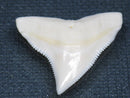 TOKO-BEADS PB015-41 Shark Tooth(Bull Shark L) 27mm PB015-41 サメの歯（オオメジロザメ Ｌ） 27mmPB015-41 Shark Tooth(Bull Shark L) 27mmHandmade,Lampeork,bead,asia,india,ethnic,parts,accessory,beads| TOKO-BEADS |PB015-41 Shark Tooth(Bull Shark L) 27mm Asian bead & African bead  Handmade,Lampeork,bead,asia,india,ethnic,parts,accessory,beads とんぼ玉,ビーズ,トンボ玉,アジア,インド,エスニック,手作り,パーツ,アクセサリー