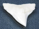 TOKO-BEADS PB015-42 Shark Tooth(Bull Shark L) 27mm PB015-42 サメの歯（オオメジロザメ Ｌ） 27mmPB015-42 Shark Tooth(Bull Shark L) 27mmHandmade,Lampeork,bead,asia,india,ethnic,parts,accessory,beads| TOKO-BEADS |PB015-42 Shark Tooth(Bull Shark L) 27mm Asian bead & African bead  Handmade,Lampeork,bead,asia,india,ethnic,parts,accessory,beads とんぼ玉,ビーズ,トンボ玉,アジア,インド,エスニック,手作り,パーツ,アクセサリー