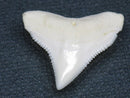 TOKO-BEADS PB015-43 Shark Tooth(Bull Shark L) 24mm PB015-43 サメの歯（オオメジロザメ Ｌ） 24mmPB015-43 Shark Tooth(Bull Shark L) 24mmHandmade,Lampeork,bead,asia,india,ethnic,parts,accessory,beads| TOKO-BEADS |PB015-43 Shark Tooth(Bull Shark L) 24mm Asian bead & African bead  Handmade,Lampeork,bead,asia,india,ethnic,parts,accessory,beads とんぼ玉,ビーズ,トンボ玉,アジア,インド,エスニック,手作り,パーツ,アクセサリー