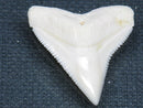 TOKO-BEADS PB015-48 Shark Tooth(Bull Shark L) 26mm PB015-48 サメの歯（オオメジロザメ Ｌ） 26mmPB015-48 Shark Tooth(Bull Shark L) 26mmHandmade,Lampeork,bead,asia,india,ethnic,parts,accessory,beads| TOKO-BEADS |PB015-48 Shark Tooth(Bull Shark L) 26mm Asian bead & African bead  Handmade,Lampeork,bead,asia,india,ethnic,parts,accessory,beads とんぼ玉,ビーズ,トンボ玉,アジア,インド,エスニック,手作り,パーツ,アクセサリー