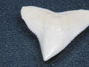 TOKO-BEADS PB015-49 Shark Tooth(Bull Shark L) 27mm PB015-49 サメの歯（オオメジロザメ Ｌ） 27mmPB015-49 Shark Tooth(Bull Shark L) 27mmHandmade,Lampeork,bead,asia,india,ethnic,parts,accessory,beads| TOKO-BEADS |PB015-49 Shark Tooth(Bull Shark L) 27mm Asian bead & African bead  Handmade,Lampeork,bead,asia,india,ethnic,parts,accessory,beads とんぼ玉,ビーズ,トンボ玉,アジア,インド,エスニック,手作り,パーツ,アクセサリー