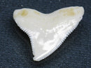 TOKO-BEADS PB015-50 Shark Tooth(Bull Shark L) 25mm PB015-50 サメの歯（オオメジロザメ Ｌ） 25mmPB015-50 Shark Tooth(Bull Shark L) 25mmHandmade,Lampeork,bead,asia,india,ethnic,parts,accessory,beads| TOKO-BEADS |PB015-50 Shark Tooth(Bull Shark L) 25mm Asian bead & African bead  Handmade,Lampeork,bead,asia,india,ethnic,parts,accessory,beads とんぼ玉,ビーズ,トンボ玉,アジア,インド,エスニック,手作り,パーツ,アクセサリー