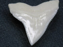TOKO-BEADS PB015-51 Shark Tooth(Bull Shark L) 28mm PB015-51 サメの歯（オオメジロザメ Ｌ） 28mmPB015-51 Shark Tooth(Bull Shark L) 28mmHandmade,Lampeork,bead,asia,india,ethnic,parts,accessory,beads| TOKO-BEADS |PB015-51 Shark Tooth(Bull Shark L) 28mm Asian bead & African bead  Handmade,Lampeork,bead,asia,india,ethnic,parts,accessory,beads とんぼ玉,ビーズ,トンボ玉,アジア,インド,エスニック,手作り,パーツ,アクセサリー