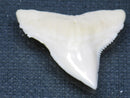 TOKO-BEADS PB015-55 Shark Tooth(Bull Shark L) 29mm PB015-55 サメの歯（オオメジロザメ Ｌ） 29mmPB015-55 Shark Tooth(Bull Shark L) 29mmHandmade,Lampeork,bead,asia,india,ethnic,parts,accessory,beads| TOKO-BEADS |PB015-55 Shark Tooth(Bull Shark L) 29mm Asian bead & African bead  Handmade,Lampeork,bead,asia,india,ethnic,parts,accessory,beads とんぼ玉,ビーズ,トンボ玉,アジア,インド,エスニック,手作り,パーツ,アクセサリー