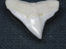 TOKO-BEADS PB015-59 Shark Tooth(Bull Shark L) 27mm PB015-59 サメの歯（オオメジロザメ Ｌ） 27mmPB015-59 Shark Tooth(Bull Shark L) 27mmHandmade,Lampeork,bead,asia,india,ethnic,parts,accessory,beads| TOKO-BEADS |PB015-59 Shark Tooth(Bull Shark L) 27mm Asian bead & African bead  Handmade,Lampeork,bead,asia,india,ethnic,parts,accessory,beads とんぼ玉,ビーズ,トンボ玉,アジア,インド,エスニック,手作り,パーツ,アクセサリー