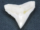 TOKO-BEADS PB015-60 Shark Tooth(Bull Shark L) 29mm PB015-60 サメの歯（オオメジロザメ Ｌ） 29mmPB015-60 Shark Tooth(Bull Shark L) 29mmHandmade,Lampeork,bead,asia,india,ethnic,parts,accessory,beads| TOKO-BEADS |PB015-60 Shark Tooth(Bull Shark L) 29mm Asian bead & African bead  Handmade,Lampeork,bead,asia,india,ethnic,parts,accessory,beads とんぼ玉,ビーズ,トンボ玉,アジア,インド,エスニック,手作り,パーツ,アクセサリー
