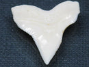 TOKO-BEADS PB015-61 Shark Tooth(Bull Shark L) 26mm PB015-61 サメの歯（オオメジロザメ Ｌ） 26mmPB015-61 Shark Tooth(Bull Shark L) 26mmHandmade,Lampeork,bead,asia,india,ethnic,parts,accessory,beads| TOKO-BEADS |PB015-61 Shark Tooth(Bull Shark L) 26mm Asian bead & African bead  Handmade,Lampeork,bead,asia,india,ethnic,parts,accessory,beads とんぼ玉,ビーズ,トンボ玉,アジア,インド,エスニック,手作り,パーツ,アクセサリー