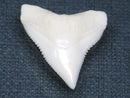 TOKO-BEADS PB015-63 Shark Tooth(Bull Shark L) 27mm PB015-63 サメの歯（オオメジロザメ Ｌ） 27mmPB015-63 Shark Tooth(Bull Shark L) 27mmHandmade,Lampeork,bead,asia,india,ethnic,parts,accessory,beads| TOKO-BEADS |PB015-63 Shark Tooth(Bull Shark L) 27mm Asian bead & African bead  Handmade,Lampeork,bead,asia,india,ethnic,parts,accessory,beads とんぼ玉,ビーズ,トンボ玉,アジア,インド,エスニック,手作り,パーツ,アクセサリー