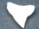 TOKO-BEADS PB015-67 Shark Tooth(Bull Shark L) 25mm PB015-67 サメの歯（オオメジロザメ Ｌ） 25mmPB015-67 Shark Tooth(Bull Shark L) 25mmHandmade,Lampeork,bead,asia,india,ethnic,parts,accessory,beads| TOKO-BEADS |PB015-67 Shark Tooth(Bull Shark L) 25mm Asian bead & African bead  Handmade,Lampeork,bead,asia,india,ethnic,parts,accessory,beads とんぼ玉,ビーズ,トンボ玉,アジア,インド,エスニック,手作り,パーツ,アクセサリー