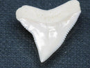 TOKO-BEADS PB015-68 Shark Tooth(Bull Shark L) 25mm PB015-68 サメの歯（オオメジロザメ Ｌ） 25mmPB015-68 Shark Tooth(Bull Shark L) 25mmHandmade,Lampeork,bead,asia,india,ethnic,parts,accessory,beads| TOKO-BEADS |PB015-68 Shark Tooth(Bull Shark L) 25mm Asian bead & African bead  Handmade,Lampeork,bead,asia,india,ethnic,parts,accessory,beads とんぼ玉,ビーズ,トンボ玉,アジア,インド,エスニック,手作り,パーツ,アクセサリー