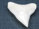 TOKO-BEADS PB015-68 Shark Tooth(Bull Shark L) 25mm PB015-68 サメの歯（オオメジロザメ Ｌ） 25mmPB015-68 Shark Tooth(Bull Shark L) 25mmHandmade,Lampeork,bead,asia,india,ethnic,parts,accessory,beads| TOKO-BEADS |PB015-68 Shark Tooth(Bull Shark L) 25mm Asian bead & African bead  Handmade,Lampeork,bead,asia,india,ethnic,parts,accessory,beads とんぼ玉,ビーズ,トンボ玉,アジア,インド,エスニック,手作り,パーツ,アクセサリー