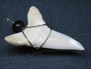 TOKO-BEADS PB016-02 Shark Tooth (Maco Shark with wire LL) 36mm PB016-02 サメの歯（アオザメ ワイヤー付 LL） 36mmPB016-02 Shark Tooth (Maco Shark with wire LL) 36mmHandmade,Lampeork,bead,asia,india,ethnic,parts,accessory,beads| TOKO-BEADS |PB016-02 Shark Tooth (Maco Shark with wire LL) 36mm Asian bead & African bead  Handmade,Lampeork,bead,asia,india,ethnic,parts,accessory,beads とんぼ玉,ビーズ,トンボ玉,アジア,インド,エスニック,手作り,パーツ,アクセサリー