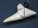 TOKO-BEADS PB016-27 Shark Tooth (Maco Shark with wire LL) 38mm PB016-27 サメの歯（アオザメ ワイヤー付 LL） 38mmPB016-27 Shark Tooth (Maco Shark with wire LL) 38mmHandmade,Lampeork,bead,asia,india,ethnic,parts,accessory,beads| TOKO-BEADS |PB016-27 Shark Tooth (Maco Shark with wire LL) 38mm Asian bead & African bead  Handmade,Lampeork,bead,asia,india,ethnic,parts,accessory,beads とんぼ玉,ビーズ,トンボ玉,アジア,インド,エスニック,手作り,パーツ,アクセサリー