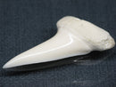 TOKO-BEADS PB017-02 Shark Tooth (Mako Shark XL) 40mm PB017-02 サメの歯（アオザメXL) 40mmPB017-02 Shark Tooth (Mako Shark XL) 40mmHandmade,Lampeork,bead,asia,india,ethnic,parts,accessory,beads| TOKO-BEADS |PB017-02 Shark Tooth (Mako Shark XL) 40mm Asian bead & African bead  Handmade,Lampeork,bead,asia,india,ethnic,parts,accessory,beads とんぼ玉,ビーズ,トンボ玉,アジア,インド,エスニック,手作り,パーツ,アクセサリー